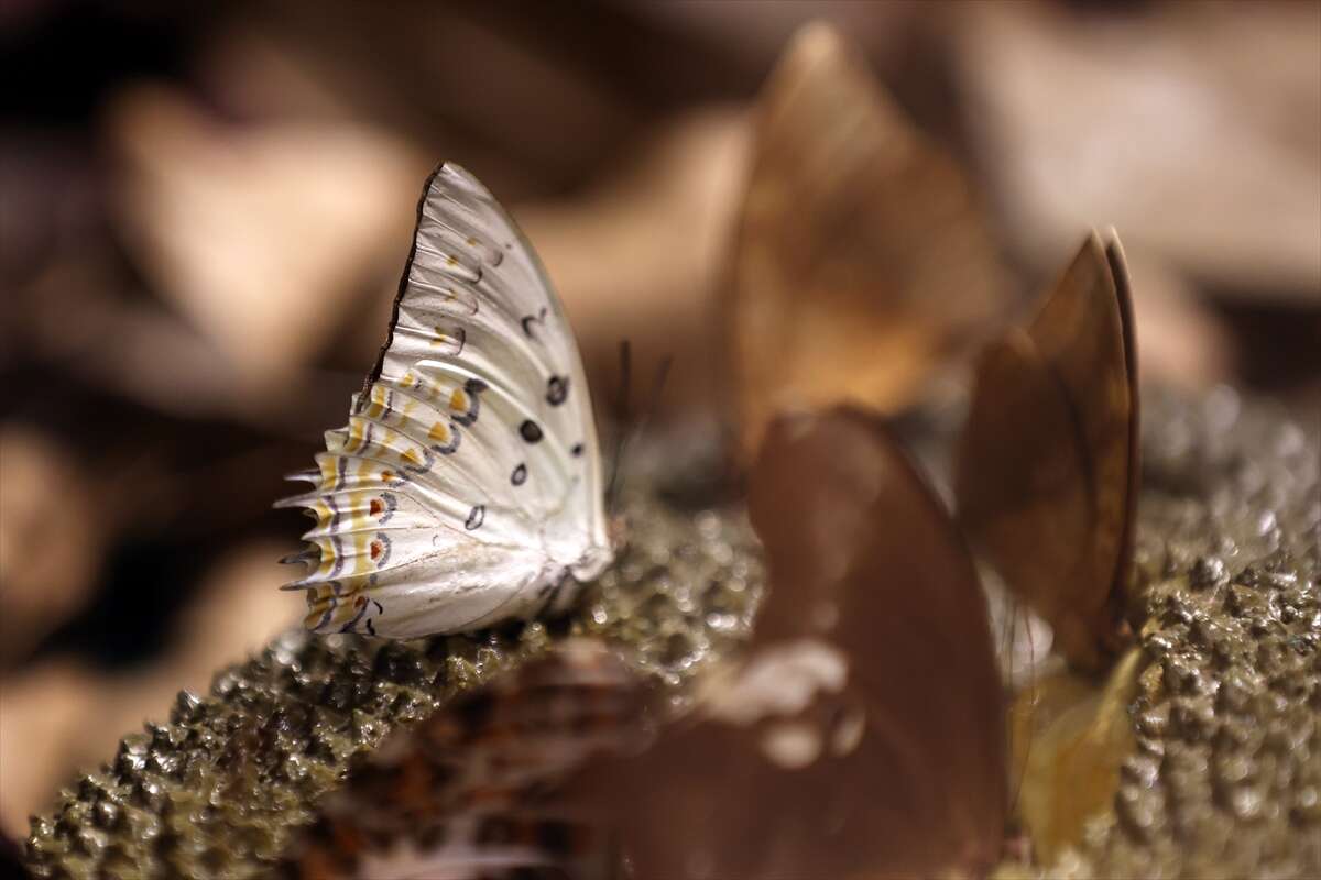 Şebi Arus için gelenler Konya’nın ünlü mekanında huzur bulacak 5